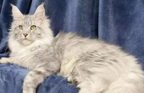 缅因猫拉肚子怎么办?