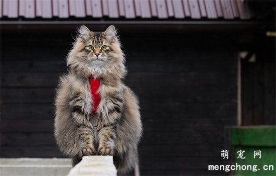缅因猫有短毛的吗