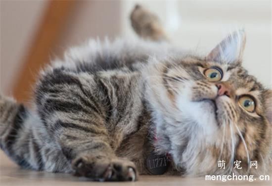 缅因猫的体重是多少