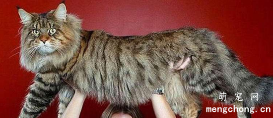 缅因猫的缺点是什么