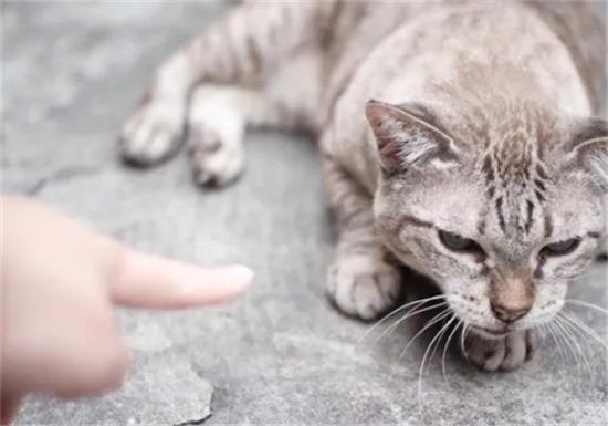 缓解猫与猫之间紧张关系的8个技巧