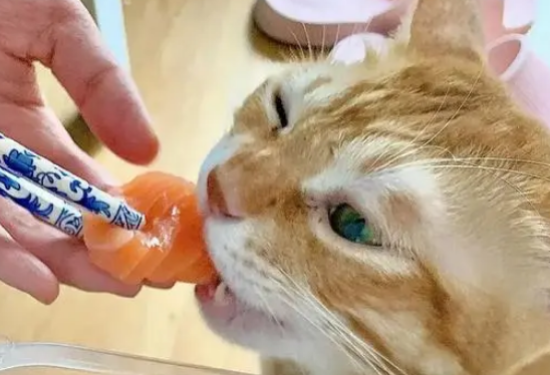 缓解猫咪掉毛的食物