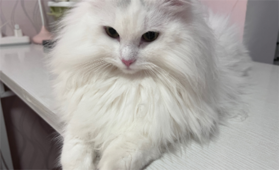 网评“最忠诚”的猫，和“最白眼狼”的猫