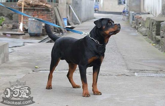 罗威纳犬护主怎样练习 罗威纳犬护主练习本领