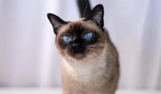 罗猫网红小煤球猫