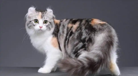 美国卷耳猫会发腮吗