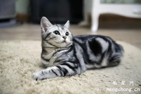 美国短尾猫有几种颜色
