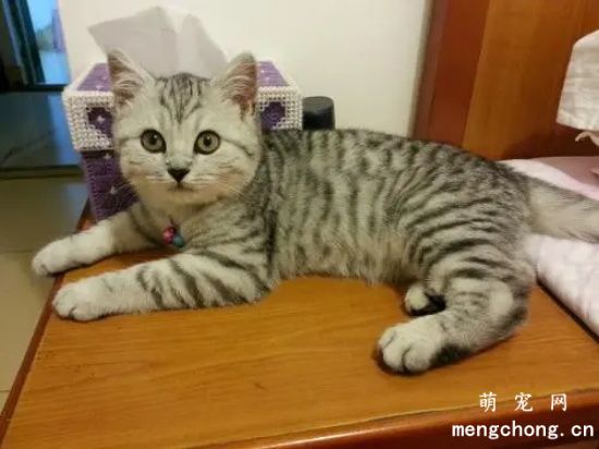 美国短尾猫适合吃什么