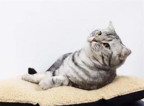 美国短毛猫口水多怎么办