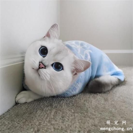 美国短毛猫吃什么猫粮比较好