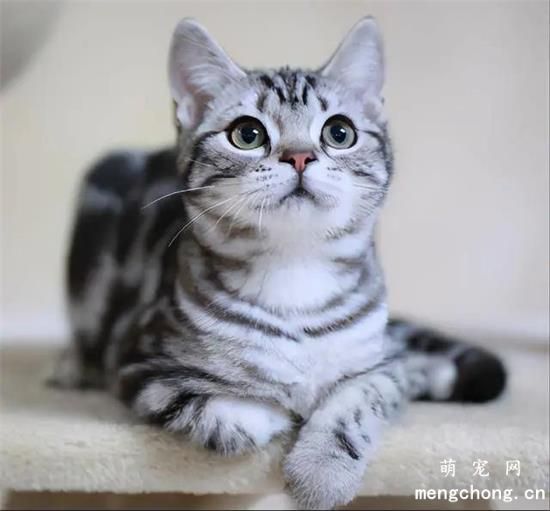 美国短毛猫太瘦怎么办？(如何养好美国短毛猫？)