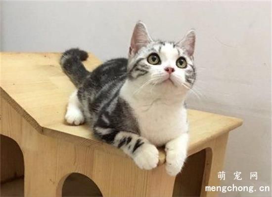 美国短毛猫有哪些优点？