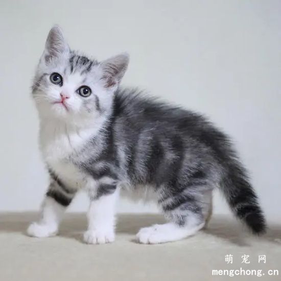 美国短毛猫的挑食是怎么回事儿？