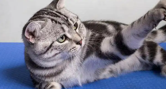 美国短毛猫身上有跳蚤怎么办?