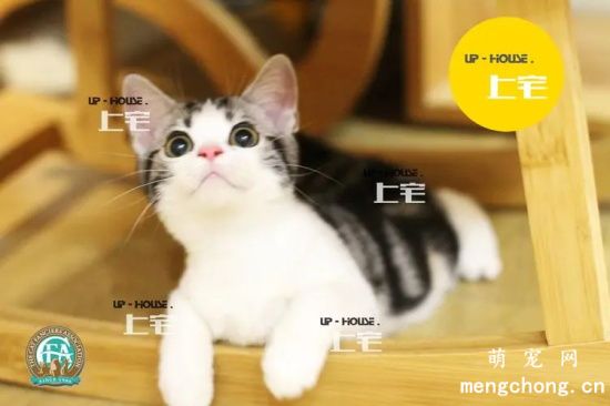美国短毛猫饲养方法