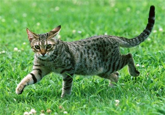 美国硬毛猫特征有哪些?