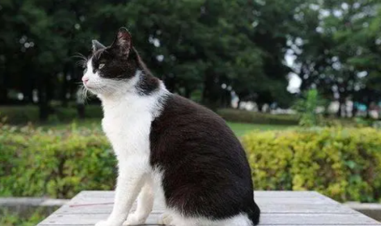 美国硬毛猫食物禁忌