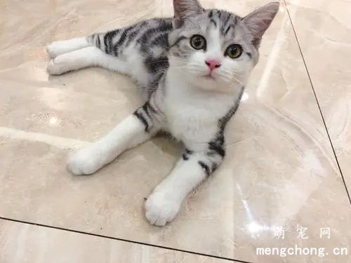 ​美短虎斑和银渐层的区别