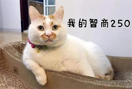 老年猫的几种常见疾病介绍