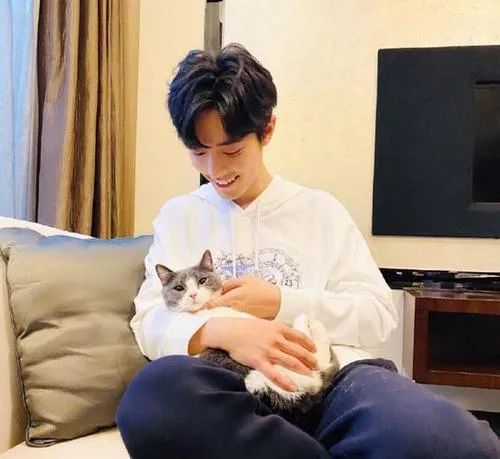 肖战代言李宁,直播间却被猫咪吃罐头抢镜!新疆棉花也不如它软萌(图8) 肖战代言李宁,直播间却被猫咪吃罐头抢镜!新疆棉花也不如它软萌(图8)