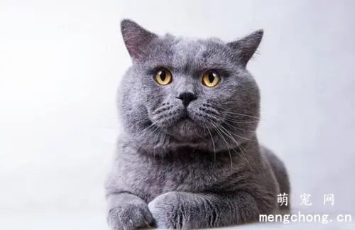 肖战猫咪坚果什么品种价格多少