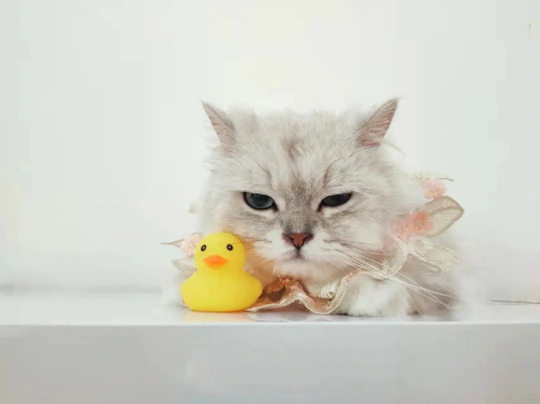 膀胱炎
