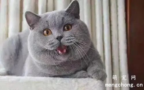 花臂猫是什么品种