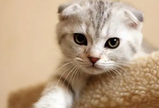 苏格兰折耳猫好养吗?