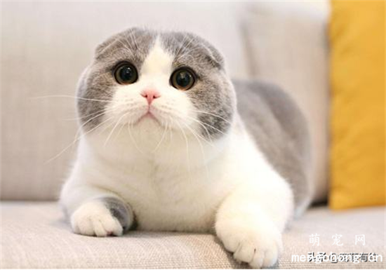 苏格兰折耳猫如何饲养？
