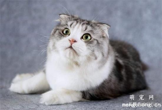 苏格兰折耳猫如何饲养？