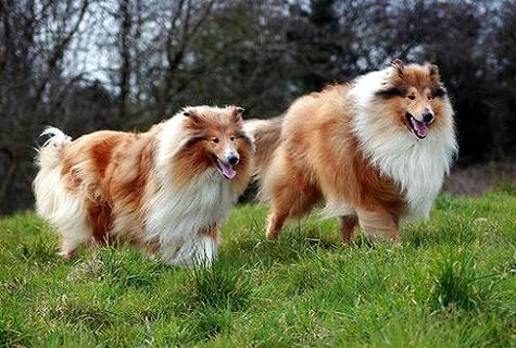 苏格兰牧羊犬几钱？佳养吗？