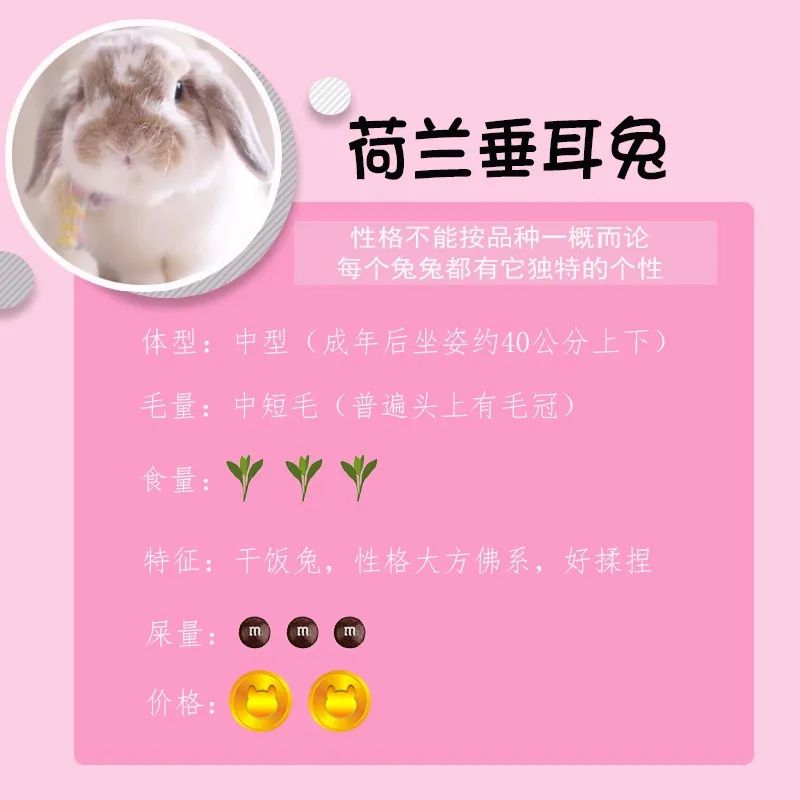 若你内心不够强大,千万不要去养兔子(图1) 若你内心不够强大,千万不要去养兔子(图1)