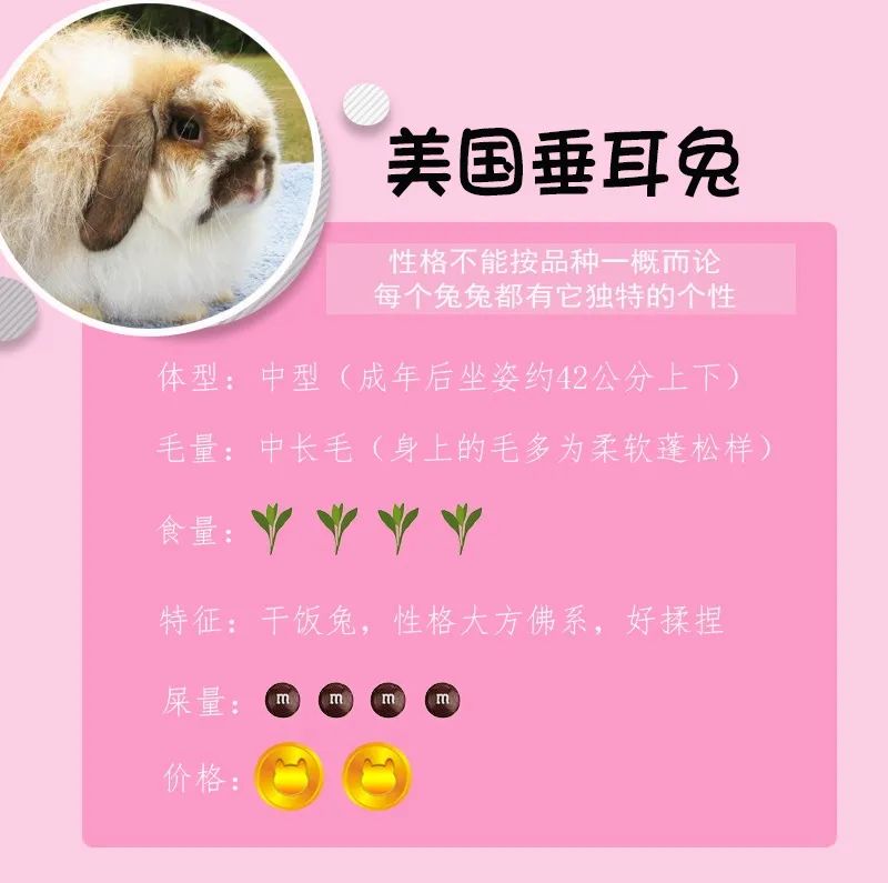 若你内心不够强大,千万不要去养兔子(图2) 若你内心不够强大,千万不要去养兔子(图2)