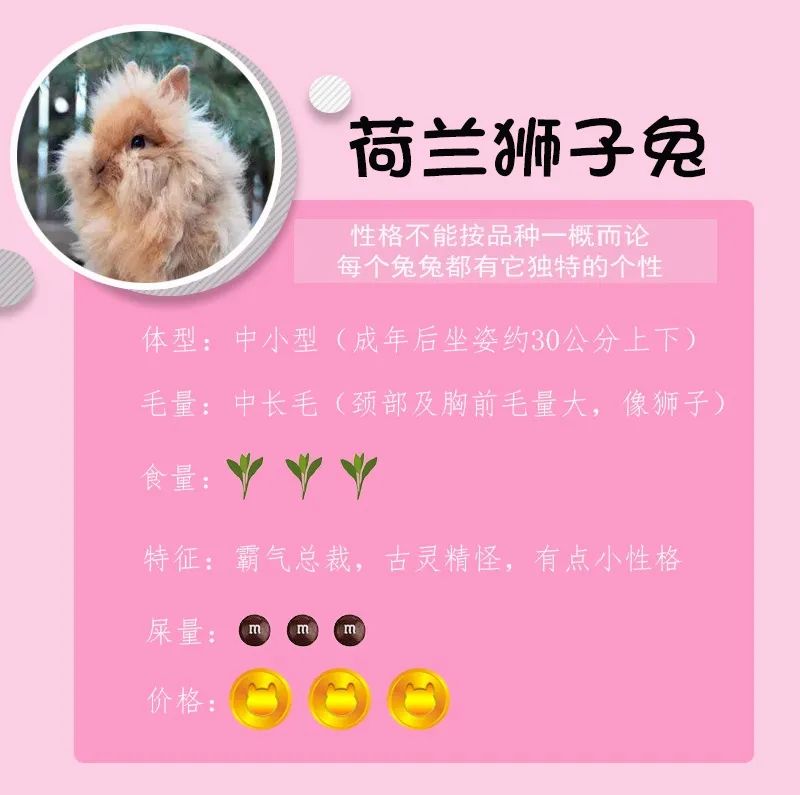 若你内心不够强大,千万不要去养兔子(图3) 若你内心不够强大,千万不要去养兔子(图3)