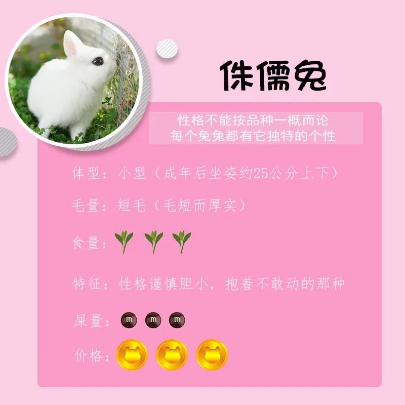 若你内心不够强大,千万不要去养兔子(图5) 若你内心不够强大,千万不要去养兔子(图5)