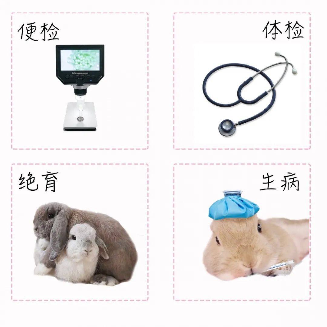 若你内心不够强大,千万不要去养兔子(图14) 若你内心不够强大,千万不要去养兔子(图14)