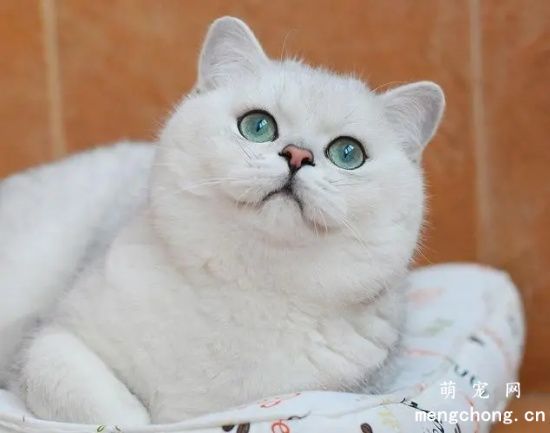 英国短毛猫什么颜色好？