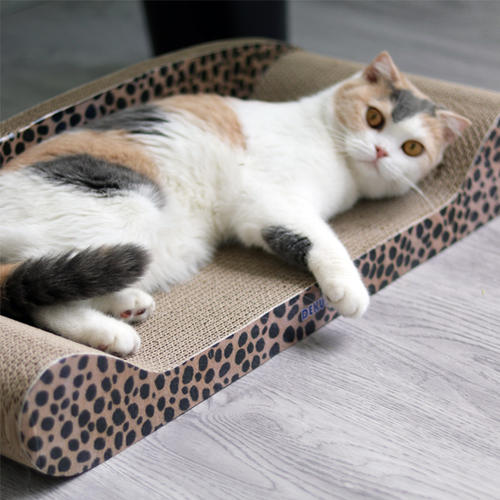 英国短毛猫得了猫藓怎么办 