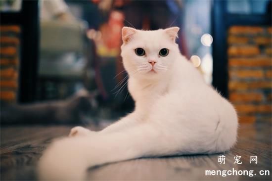 英国短毛猫有几种颜色