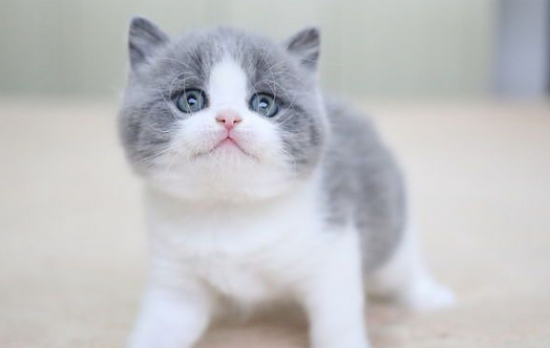 英国短毛猫生病吃什么