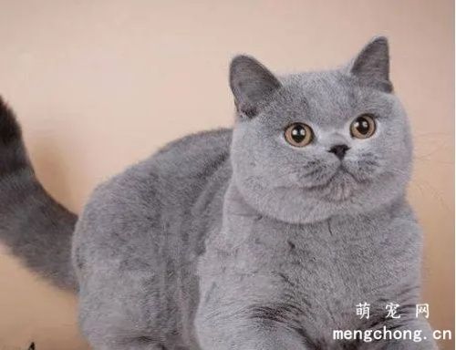 英国短毛猫的生活习性，性格怎样？
