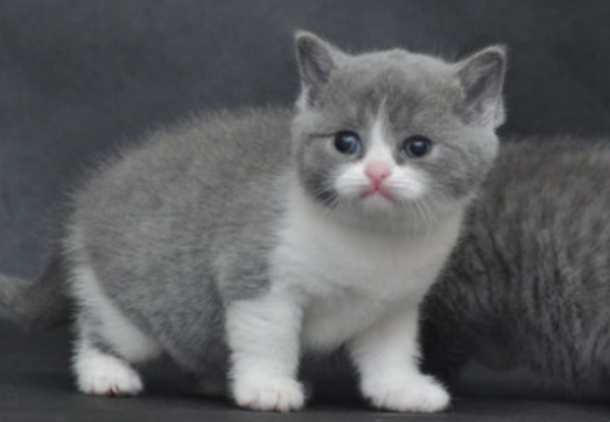 英国短毛猫长猫藓怎么办?