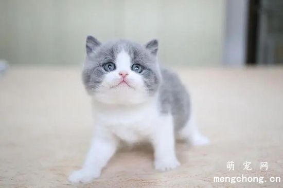 英国短毛猫饲养方式是什么？