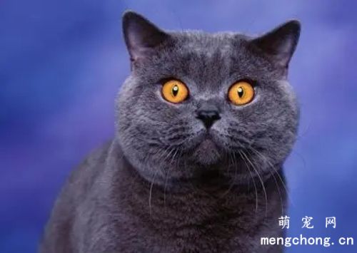 英短和蓝猫是一个品种吗？