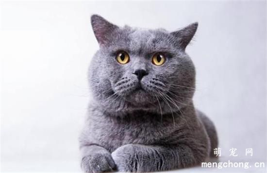 英短猫好养吗？