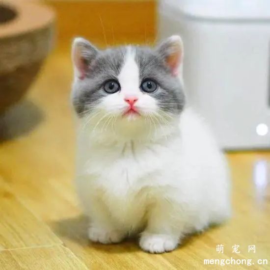 英短猫好养吗？