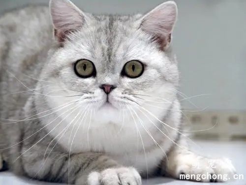 英短猫除了猫粮可以吃什么？