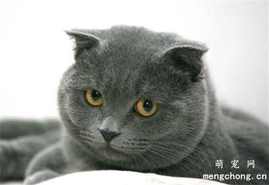 英短蓝猫多大算成年猫
