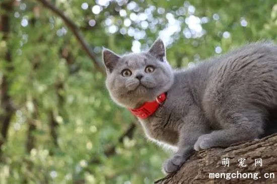 英短蓝猫的优缺点分别有哪些？