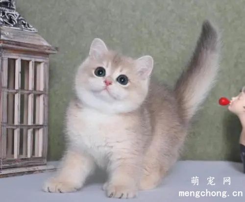 蓝金渐层眼睛颜色几个月变绿